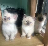 Adoption chatons LOF sacre de birmanie