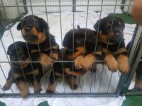 Adoption chiots Rottweiler