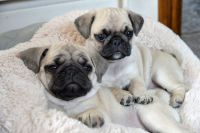 adoption chiots carlin