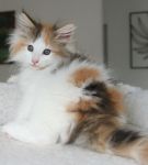 Magnifique chaton tricolere