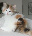 Magnifique chaton tricolere