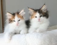 chatons tricolere et tigre a donner