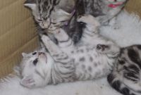 Chatons tigre  donner