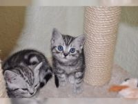 Chatons Bristish shorthair  donner