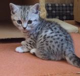 Chatons tigre British shorthair