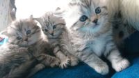 Chatons tigre British shorthair