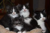 Chatons noir et blanc a donner