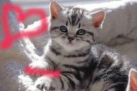 Chaton poil mi-long