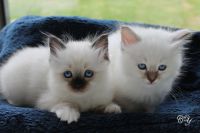 Je donne chatons blan neige