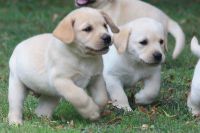 A donner sur 5 magnifiques chiots Golden Labrador