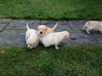 6 magnifiques chiots Golden Labrador
