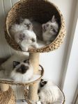 chatons sacre de birmanie