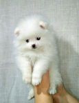 4 chiots type spitz nain