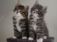 Adoption jolie chatons norvegiens
