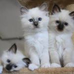 Adoption Ragdoll de pure race