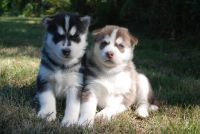 Chiot husky disponibles