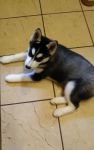  donner Husky Siberien