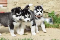 Adorables chiots husky