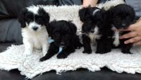 Adoption chiots Biewer Yorkshire Terrier