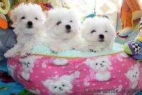 Adoption sublime Bichon Maltais