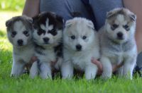 Don de suite de chiots husky siberien