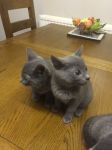 Adoption chatons blue russe