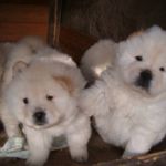 Adoption chiots chow chow lof