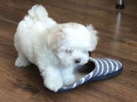 Jolie chiots Bichon Maltais a adopter