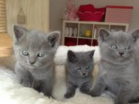 Manifique Chatons chartreux  a donner