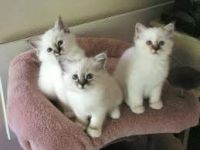 donne chatons Ragdoll pour adoption