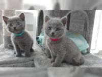 Deux adorables chatons gris
