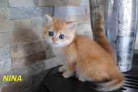 Deux chatons roux