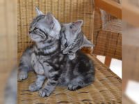 Deux chatons tigrs