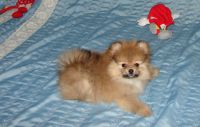 Chiots Pomeraniens