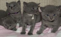 chatons chartreux pour famille