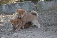 5 magnifiques chiots type shiba