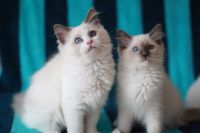 Donne jolie chaton Ragdoll