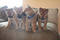 2 mles et 1 femelle de type shiba LOF