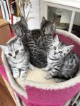 Adoption chatons british shorthair