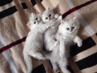 Donne chatons persan pour adoption