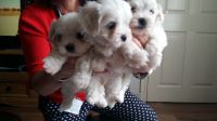 Donne chiots Bichon maltais a adopter