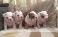 Adoption chiots Bouledogues anglais