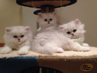 Adoption chatons persan lof