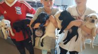 Chiots Golden Labrador LOF
