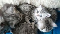 Rservation chatons british shorthair