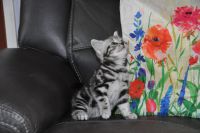 Magnifiques chatons British Shorthair