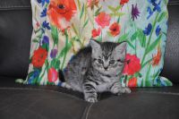 chatons british shortair a donner