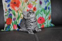 chatons british shorthair a donner