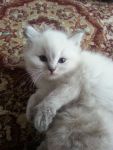 Magnifique chatons blanc a donner