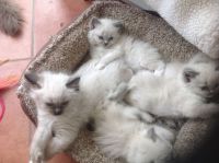 Don de chatons de race Ragdoll